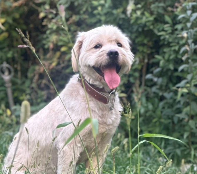 سیمبا — من دوباره نمی‌خوام گم بشم